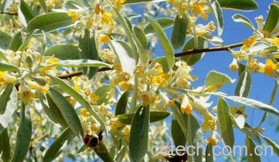 沙枣花怎么吃 沙枣花的吃法-1