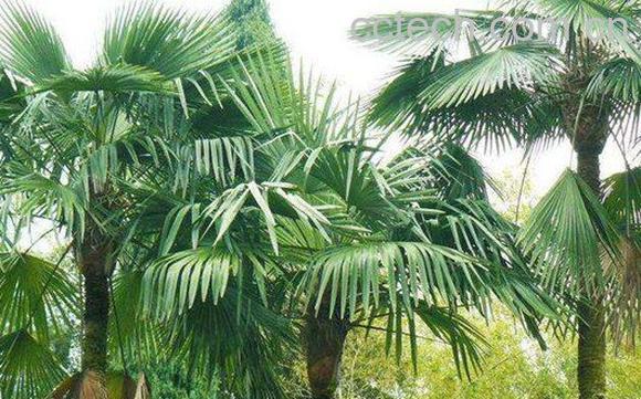 棕榈树-0
