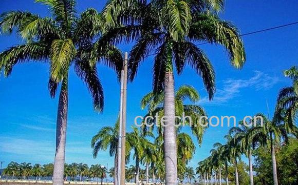 棕榈树-1