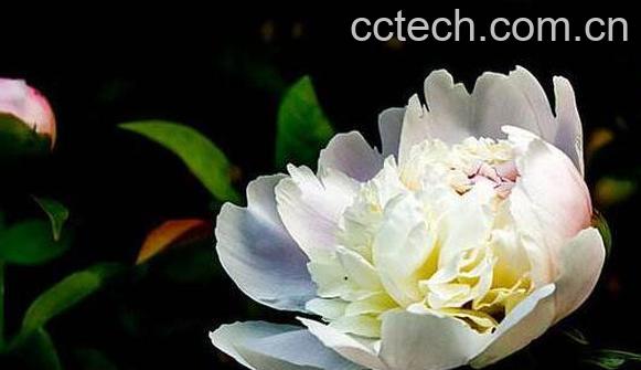 白芍药花的功效与作用-0