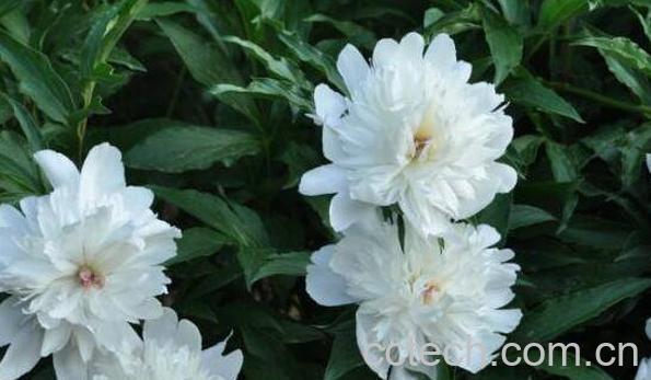 白芍药花的功效与作用-1