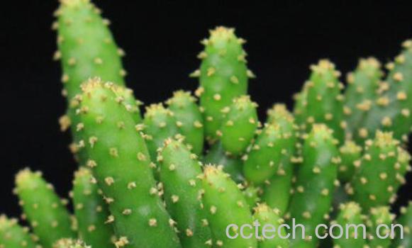 姬珊瑚怎么养 姬珊瑚如何修剪好看-0