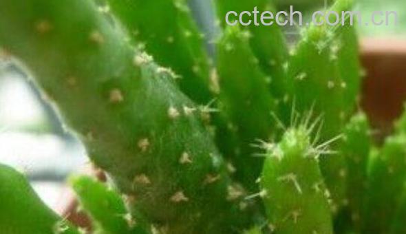 姬珊瑚怎么养 姬珊瑚如何修剪好看-1