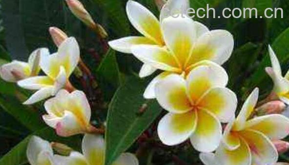 七星鸡蛋花怎么吃 七星鸡蛋花的食用方法-1