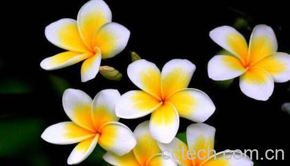 七星鸡蛋花怎么吃 七星鸡蛋花的食用方法-0