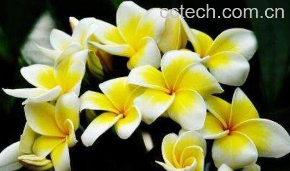 鸡蛋花的功效与作用 鸡蛋花的禁忌-0