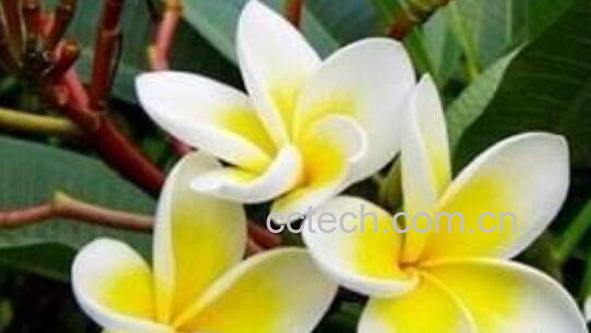 鸡蛋花的功效与作用 鸡蛋花的禁忌-1