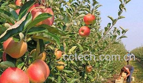 苹果树-0
