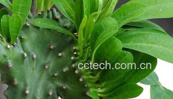 叶仙人掌的功效与作用 叶仙人掌的养殖方法-0