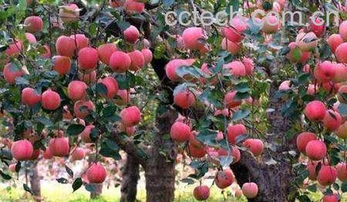 苹果树-1