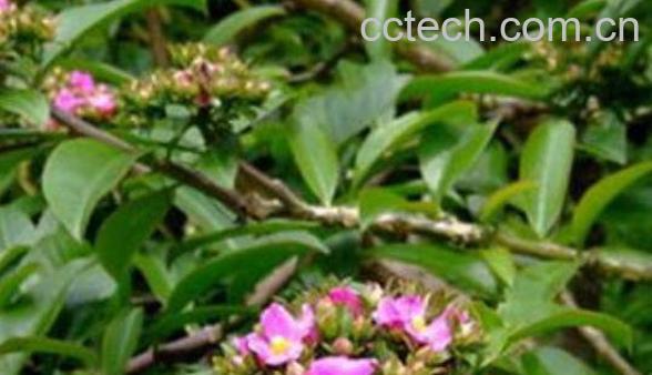 叶仙人掌的功效与作用 叶仙人掌的养殖方法-1