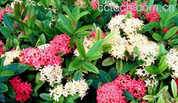 龙船花的功效与作用 龙船花的养殖方法-0