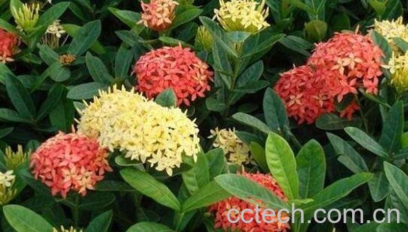 龙船花的功效与作用 龙船花的养殖方法-1