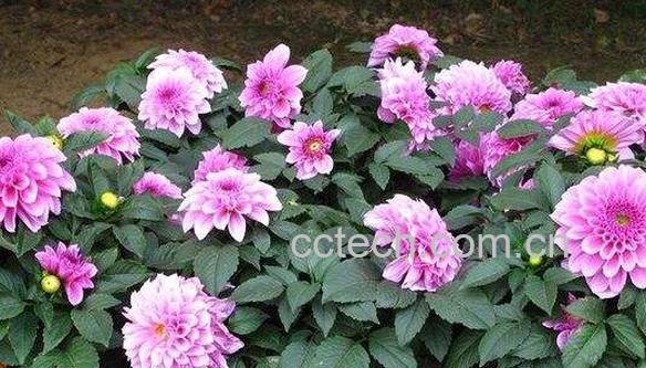 大丽花的功效与作用 大丽花的养殖方法-0