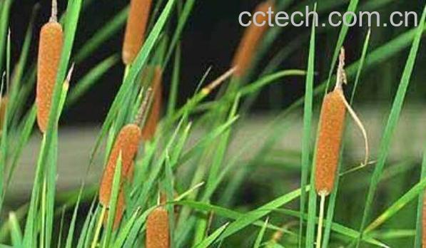 香蒲花的功效与作用 香蒲花的禁忌-0