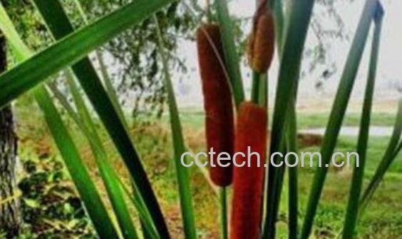 香蒲花的功效与作用 香蒲花的禁忌-1