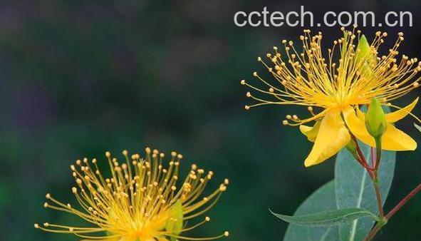 金丝桃怎么扦插 金丝桃怎样修剪-0