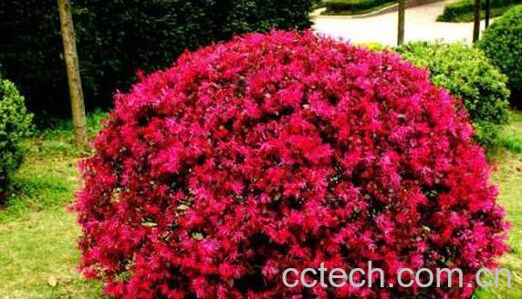 红花继木的功效与作用-1