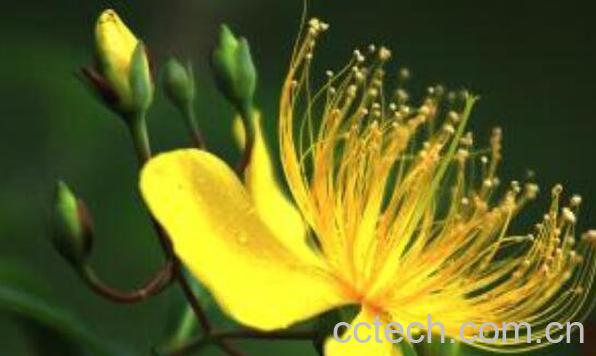 金丝桃怎么扦插 金丝桃怎样修剪-1