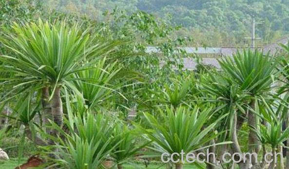 龙血草的功效与作用 龙血草有什么好处-0