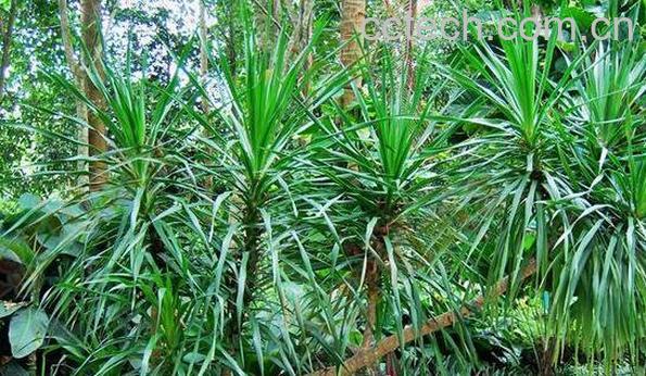 龙血草的功效与作用 龙血草有什么好处-1