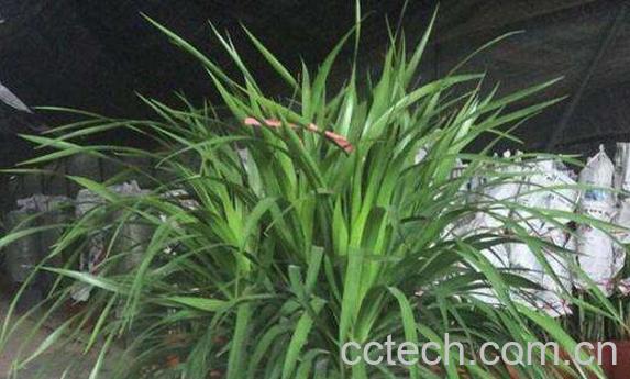 千年龙血的功效和作用-1