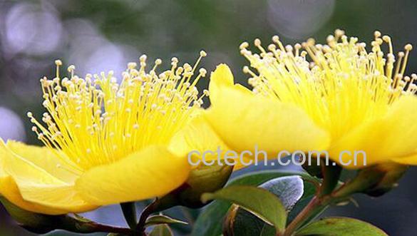 金丝梅的功效与作用 金丝梅的用途-0