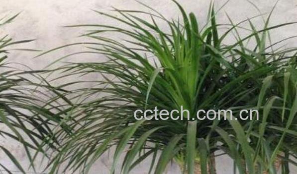 龙血花有什么好处 龙血花的功效与作用-0