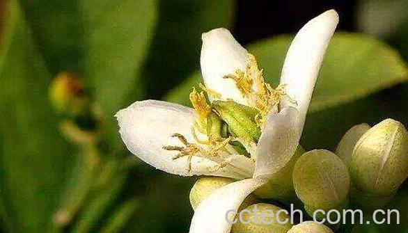 佛手花的功效与作用及副作用-0