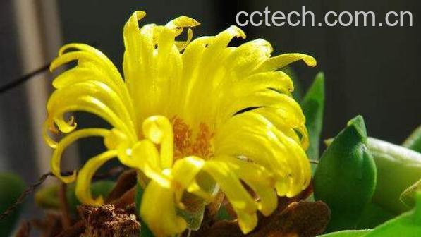 佛手花的功效与作用及副作用-1