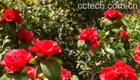 山茶花的功效与作用 山茶花的美容功效-0