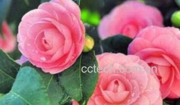 山茶花的功效与作用 山茶花的美容功效-1