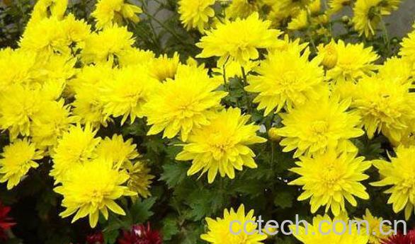 怀寿菊和怀菊花的区别 怀菊花的功效-0