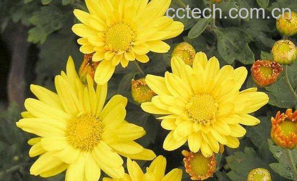 怀寿菊和怀菊花的区别 怀菊花的功效-1