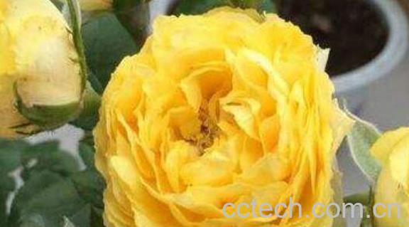 金丝雀花如何养殖 金丝雀花的养殖方法-0