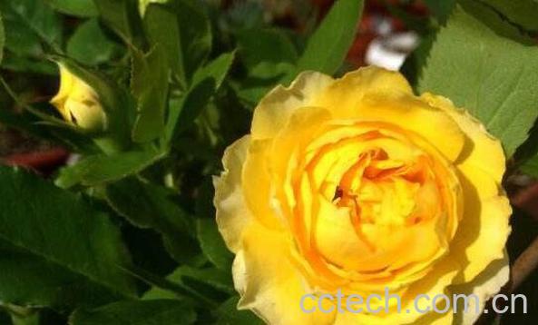 金丝雀花如何养殖 金丝雀花的养殖方法-1