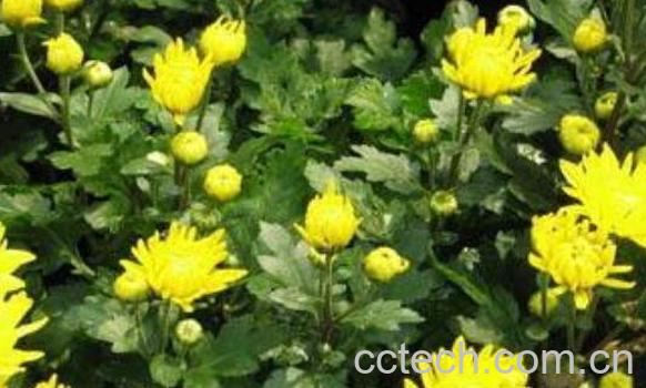 菊花的功效与作用 菊花的药用价值-1