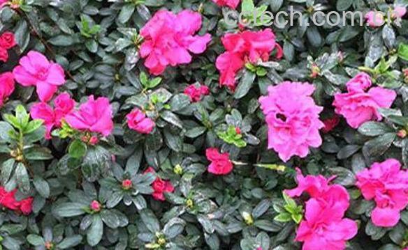 毛杜鹃的功效与作用-0