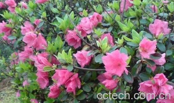 毛杜鹃的功效与作用-1