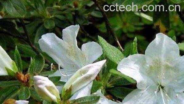 白花杜鹃的功效与作用-0