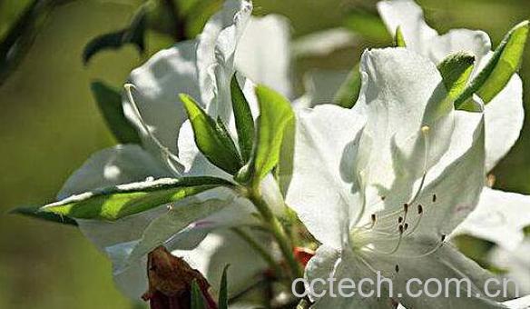 白花杜鹃的功效与作用-1