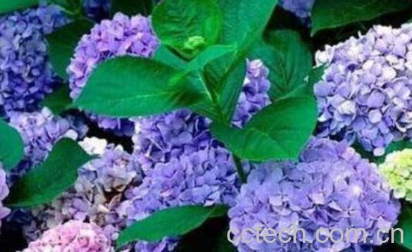 绣球花如何水养保鲜 绣球花怎么在花瓶里养-1