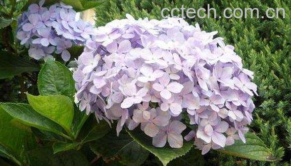绣球花怎么养 绣球花的养殖方法-0