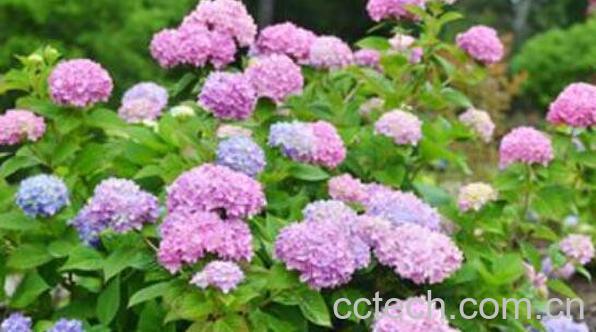 绣球花怎么养 绣球花的养殖方法-1