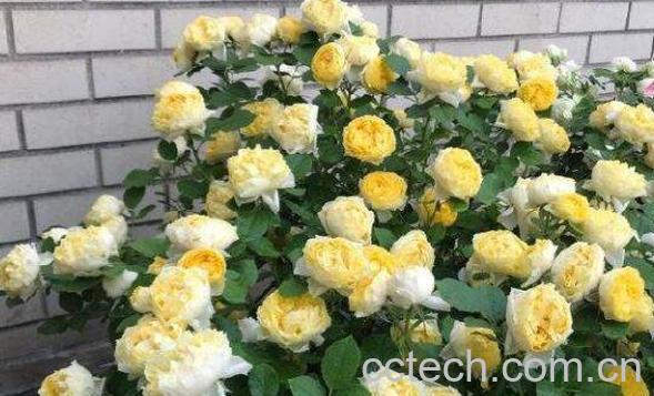 金丝雀花的养殖方法 金丝雀花的种植技巧-0