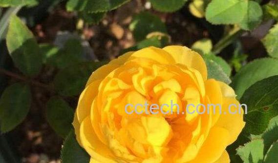 金丝雀花的养殖方法 金丝雀花的种植技巧-1