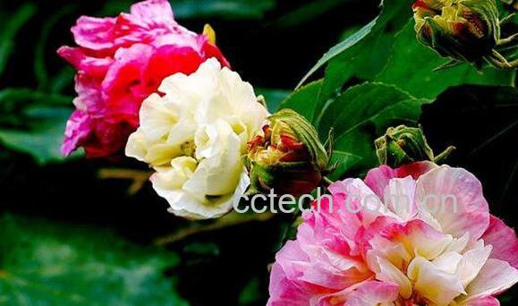 芙蓉花怎么养 芙蓉花的养殖方法-0