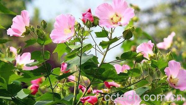 芙蓉花怎么养 芙蓉花的养殖方法-1