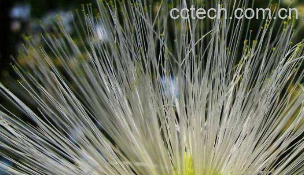 白花合欢的功效与作用-1