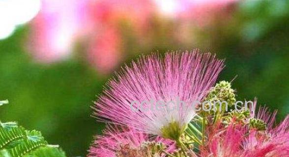 合欢花到底怎么养 合欢花的养殖方法和注意事项-0